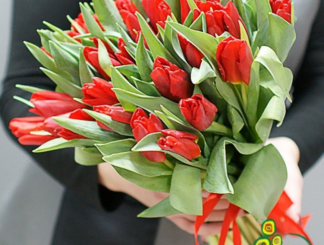 Тюльпан красный голландский Фото